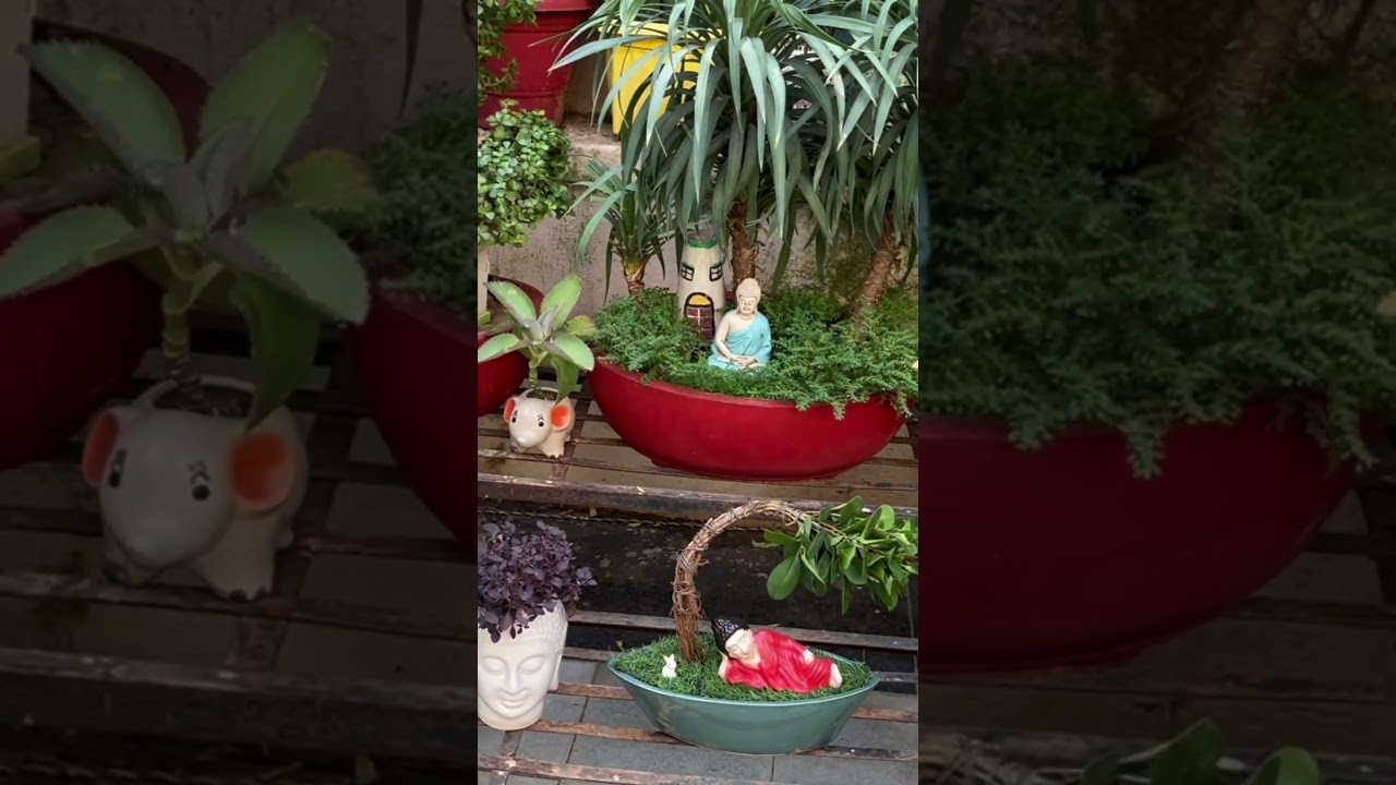 My tray garden 🪴 #plants #garden #gardening #traygarden