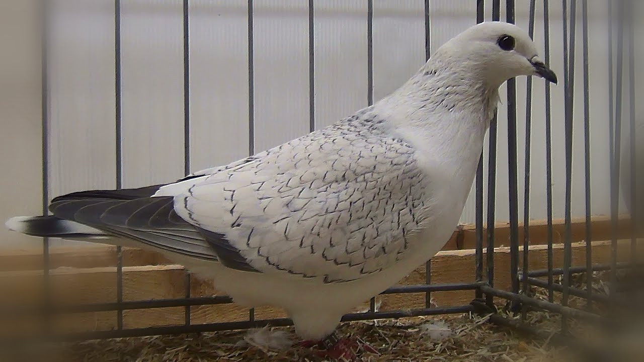 Satin - Ice Pigeon - Eistaube