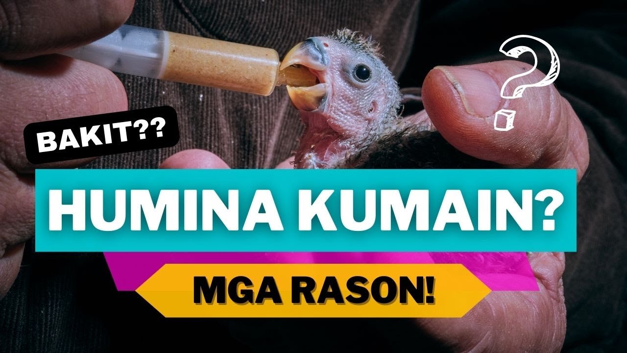 BAKIT HUMIHINANG KUMAIN ang INAKAY, Kailangang Malaman | HANDFEED BABY BIRD TIPS