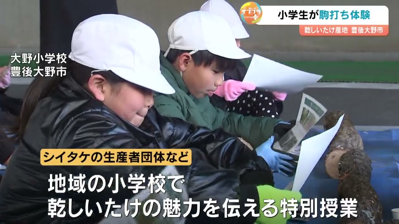 小学生がシイタケの駒打ちを体験　2年後に収獲へ　大分