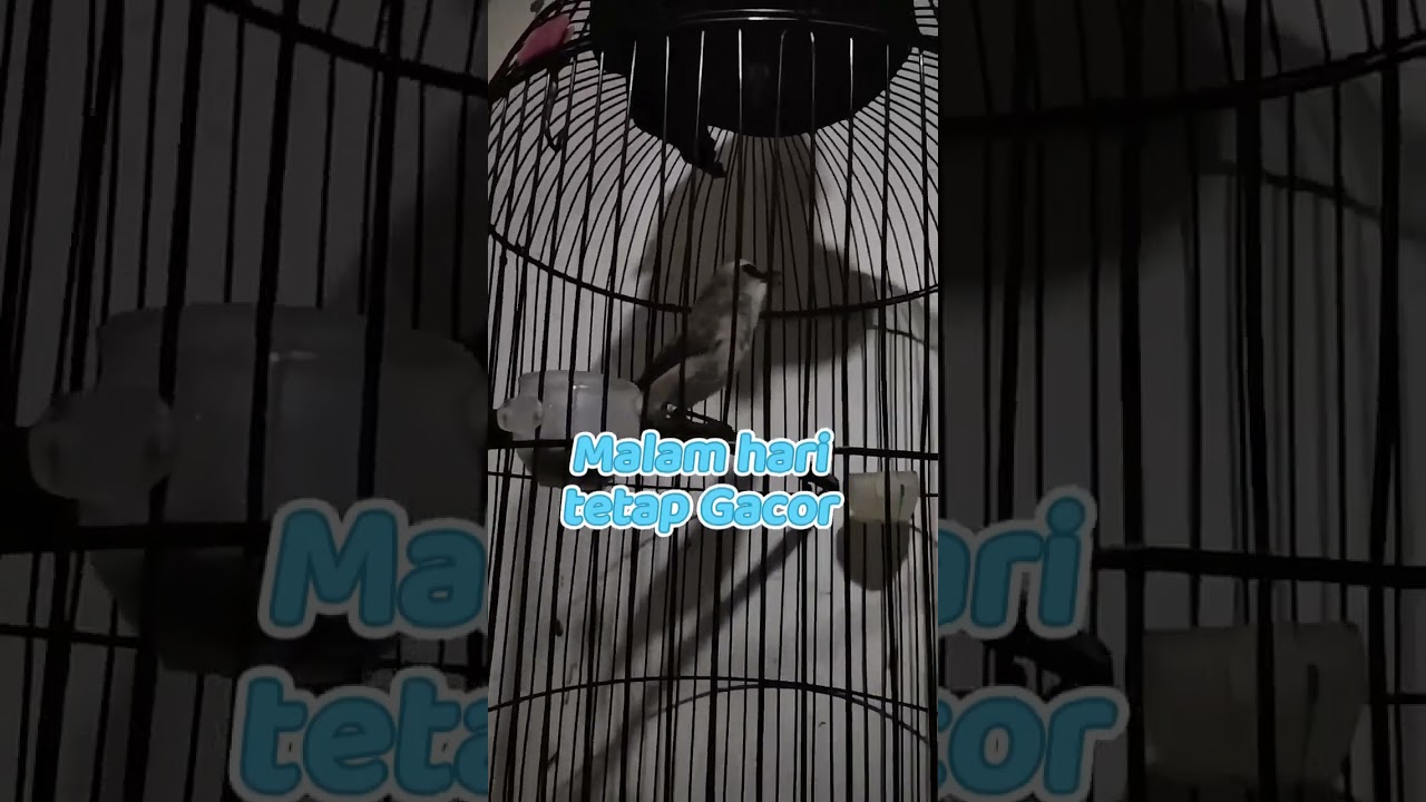 master burung trucuk malam pun berbunyi 