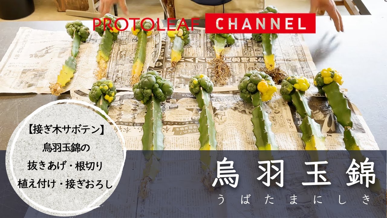 【接ぎ木サボテン】烏羽玉錦の抜き上げ・根切り・植え付け・接ぎおろしの解説