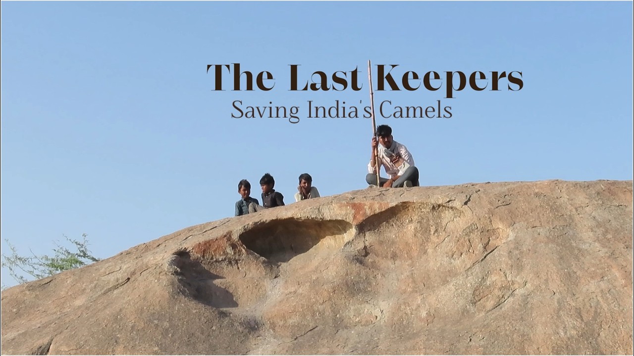The Last Keepers – Saving India’s Camels