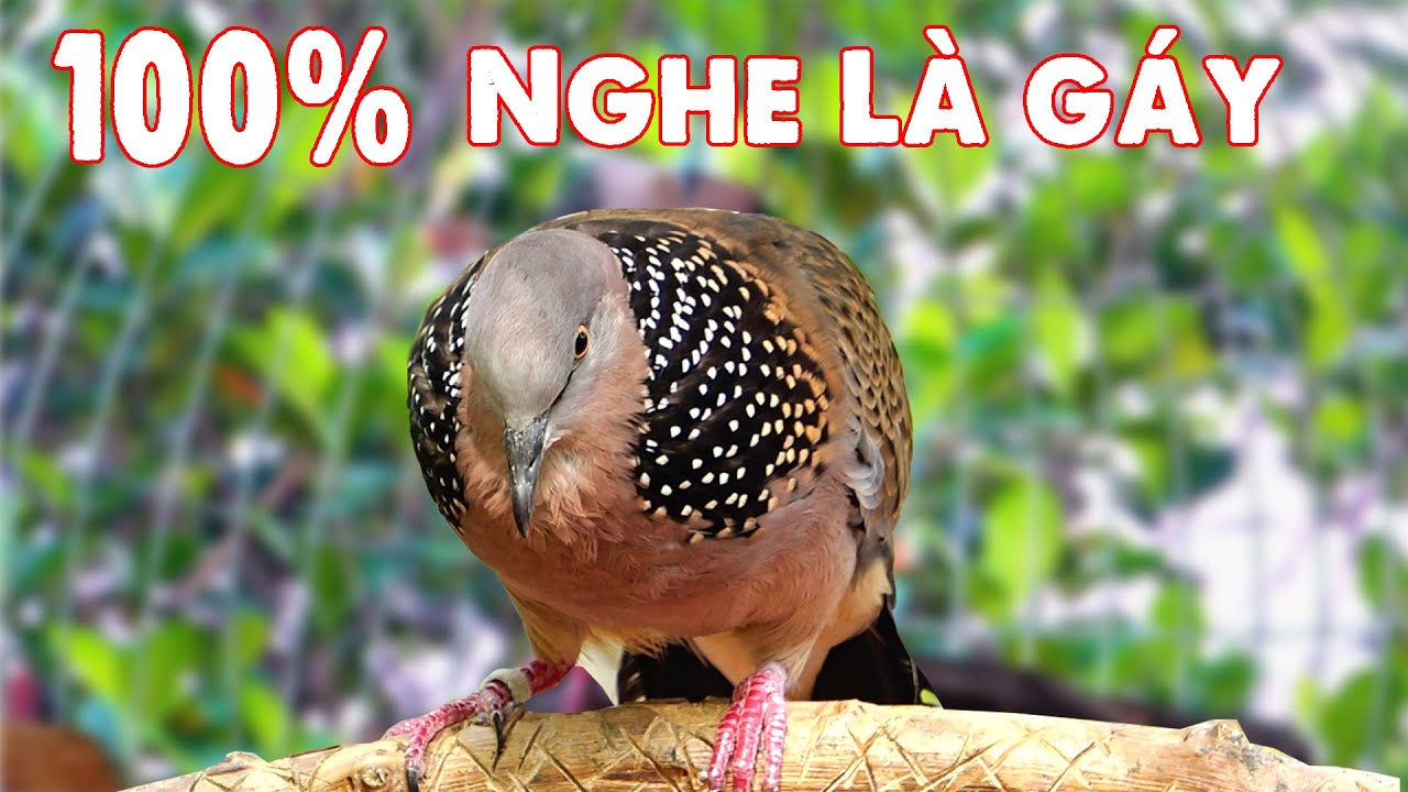 💦CHIM CU GÁY Giọng Hấp Dẫn ĐỦ BÀI [GÁY GỌI,THÚC,GÙ ]Kích Bổi Nhanh Nổi.Cu Gáy.Cu Đất,Cu cườm
