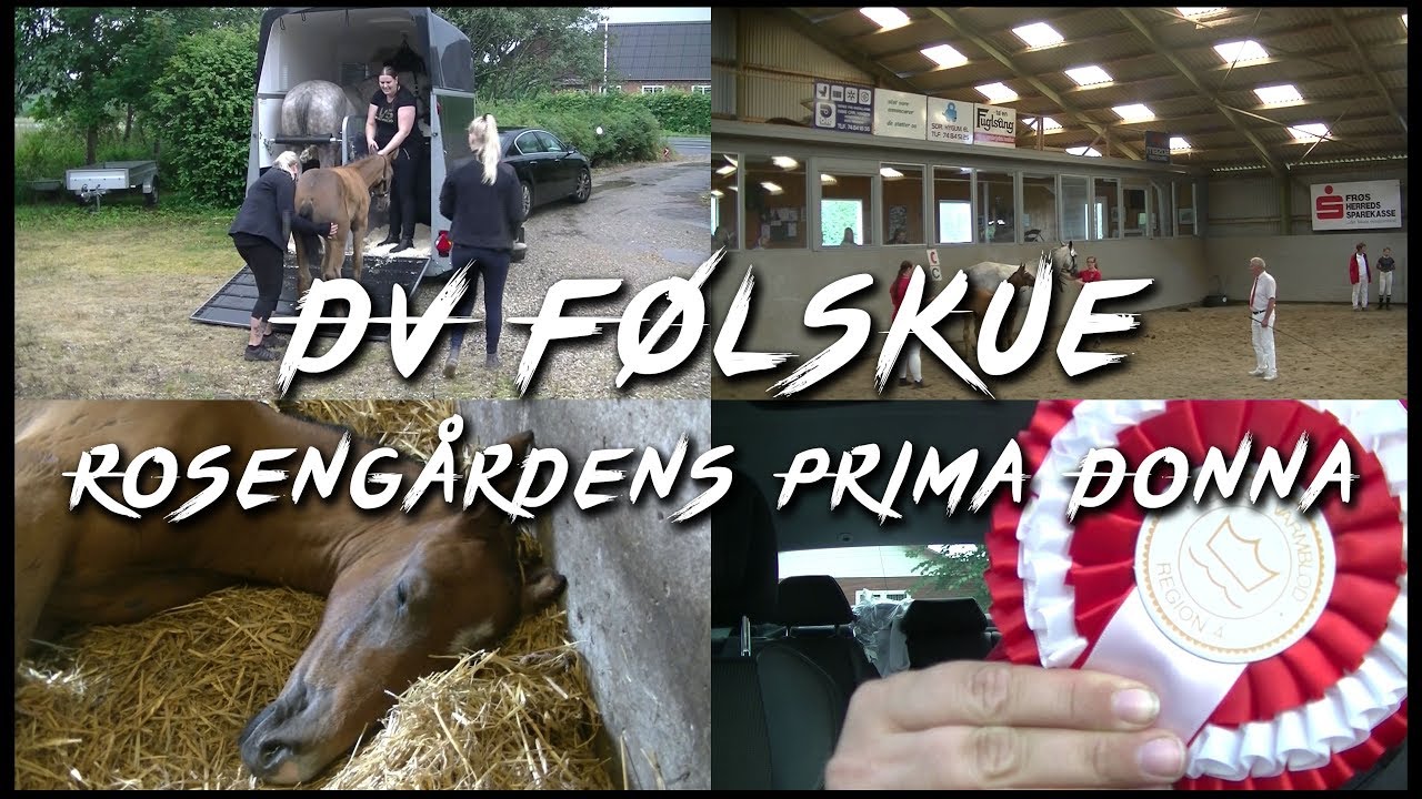 DV Følskue - Rosengårdens Prima Donna