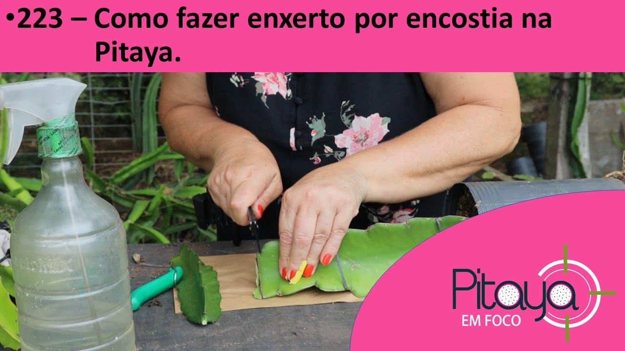 223 - Como fazer enxerto por encostia na Pitaya .#pitaya #dragonfruit #pitahaya