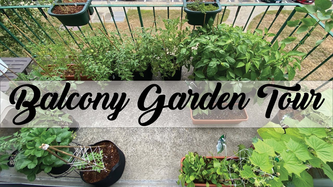 Balcony Garden Tour | What I'm growing on my balcony