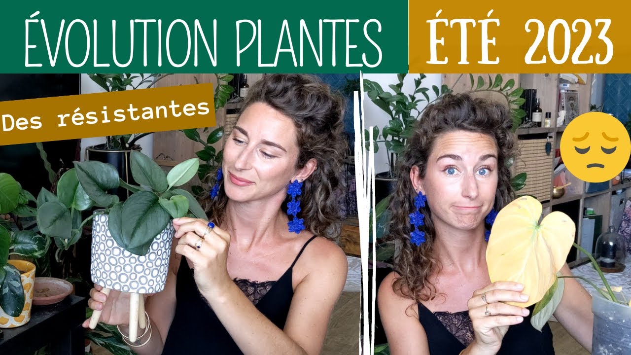 PLANTES Que sont-elles devenues : manque d'eau + thrips, après 1 mois d'absence !