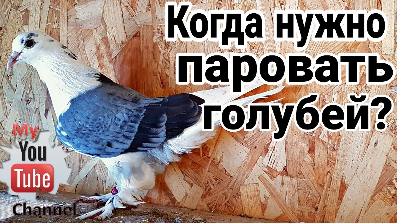 Когда паровать голубей и сажать на яйца ?