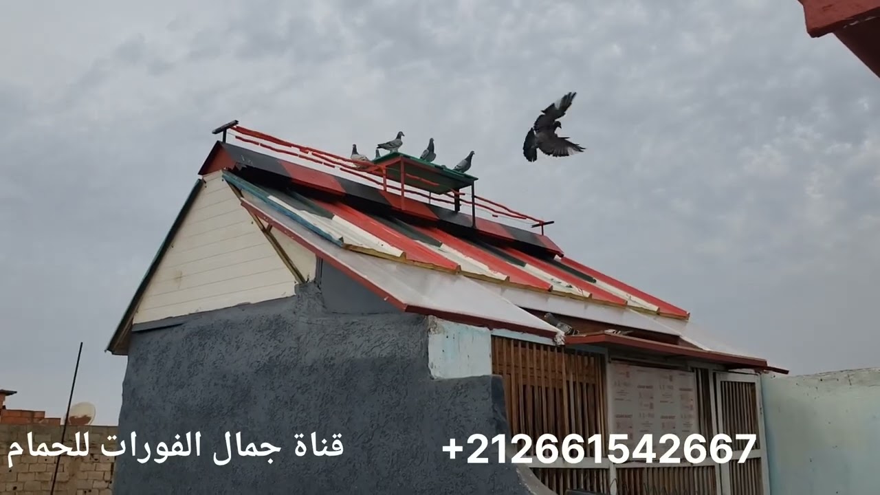 يوم جميل مع دريساج الحمام ولله الحمد وشكرا على مروركم الكريم وتعليقاتكم المفيدة 