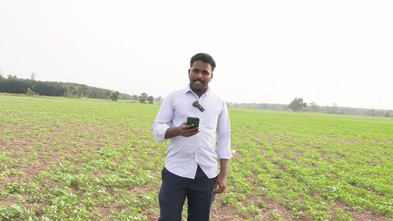பனிபயிர் || சின்ன காராமணி || பித்த பயிர்  ||ந நரிப்பயிறு  சாகுபடி ||  KARAMANI || MOTH BEAN GROWTH