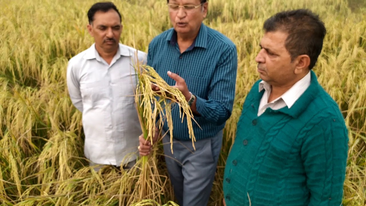 IARI Pusa Basmati 1718 seed