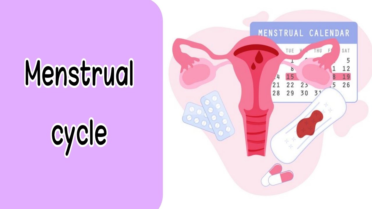 Menstrual cycle || Gynacology 