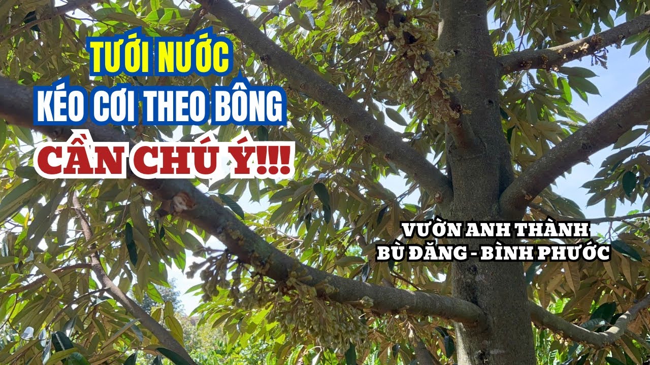 KÉO CƠI MẮT CUA CÓ DỄ KHÔNG? - VƯỜN SẦU RIÊNG ANH THÀNH, BÙ ĐĂNG, BÌNH PHƯỚC