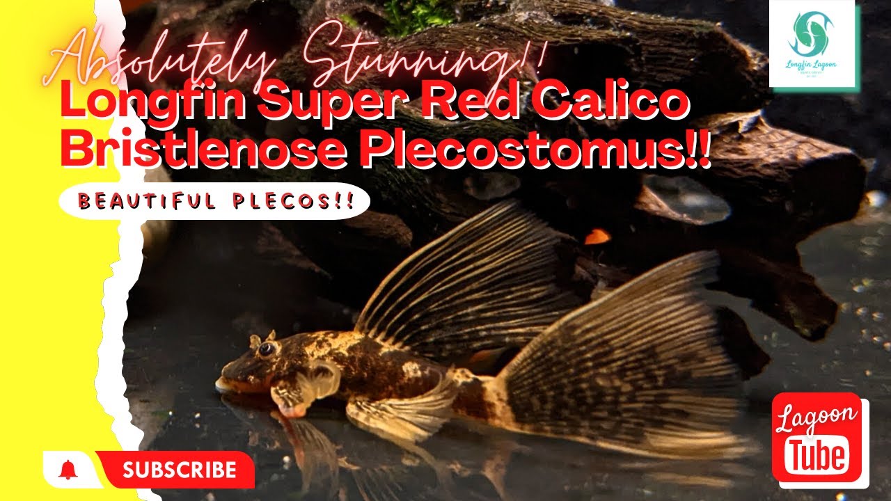 MUST SEE!! Stunning Longfin SUPER RED CALICO Bristlenose!! INCREDIBLE FINS!! (Species Profile Video)