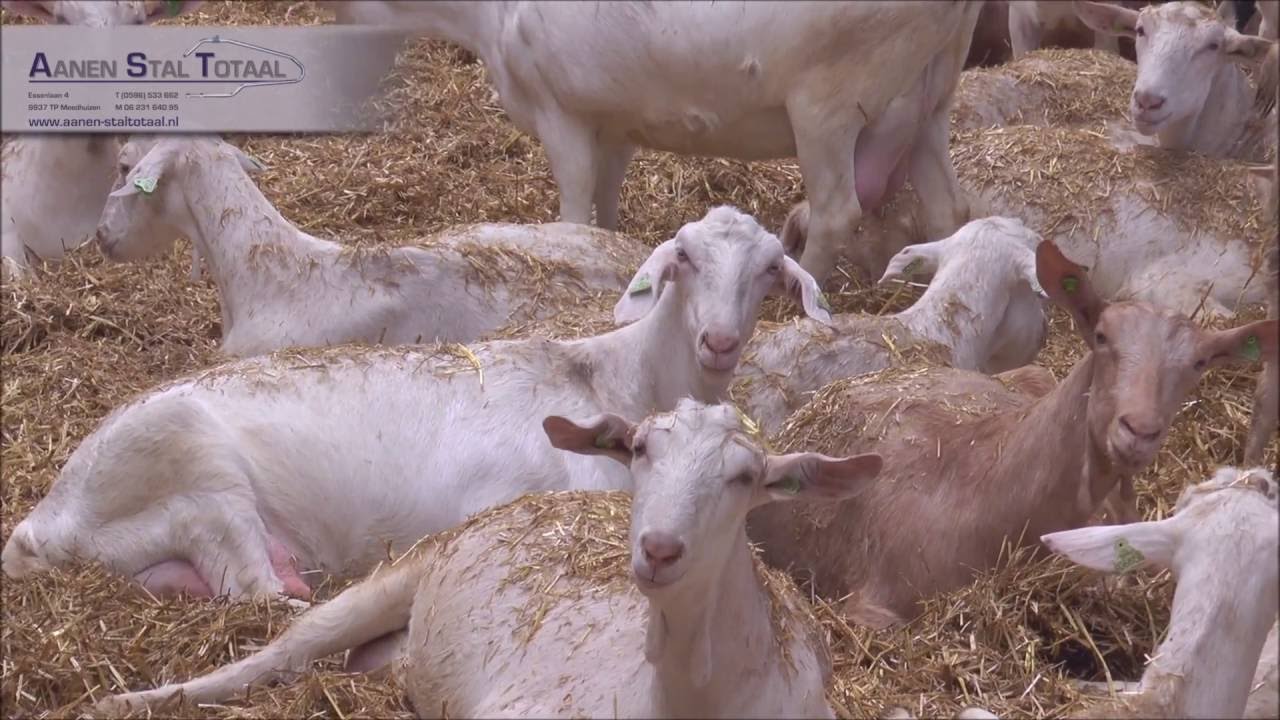 JH Agro A/S Automatic bedding distribution goat stable
