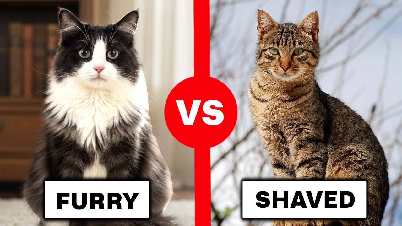 LONG HAIRED vs SHORT HAIRED CATS: What Nobody Tells You Before You Choose!