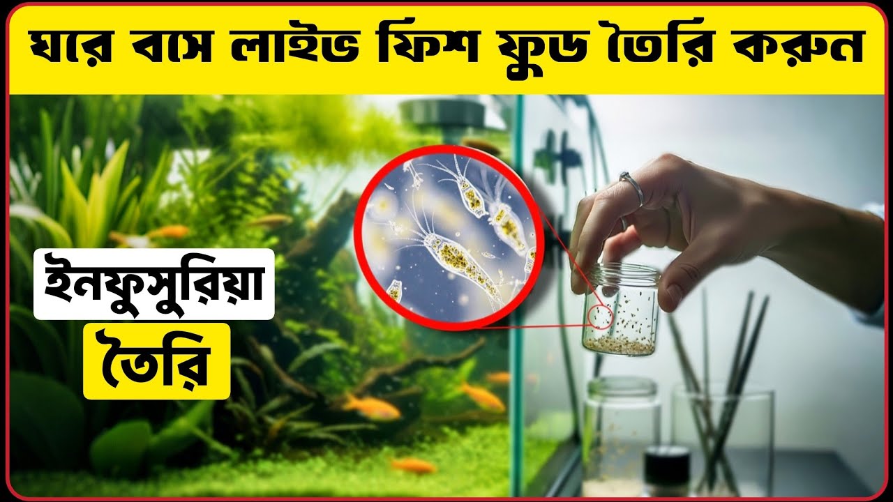 🔴 কিভাবে ঘরের জিনিস দিয়ে মাছের খাবার ইনফুসুরিয়া তৈরি করবেন ? | Homemade Live Food for Fish