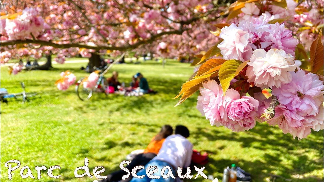 【フランス生活】パリ郊外ソー公園の桜。 おすすめルートも紹介！Parc de Sceaux お花見ならここ！2021年