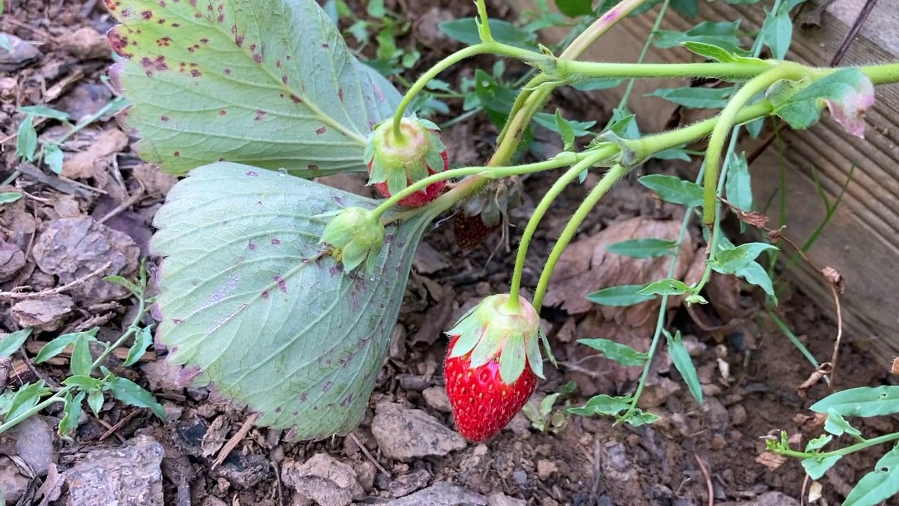 Ini's Moestuin #30   Aardbeien planten en bijna rijpe pompoenen van de grond afhalen.
