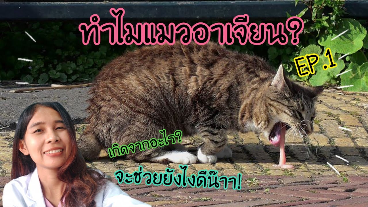 ทำไมแมวอาเจียน EP.1 | ควรทำยังไง เมื่อพบว่าแมวอาเจียน
