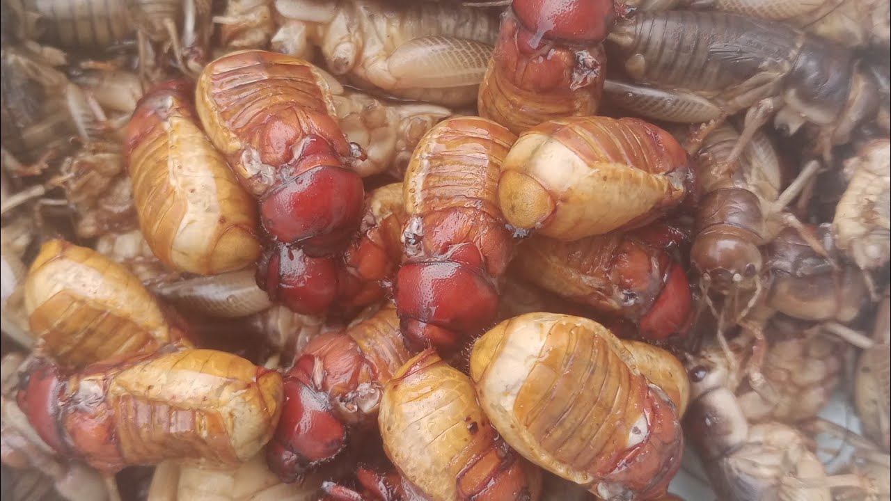 Dế cơm đầu mùa