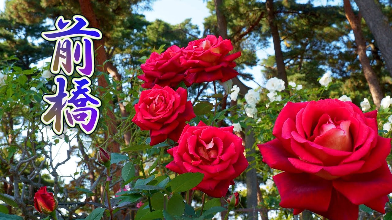 GUNMA. Shikishima Park Rose Garden 2020 Autumn  in the strong wind. 
