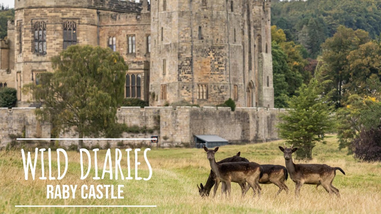 Autumn Adventure: My Old Pup and I Explore Raby Castle's Deer Rut