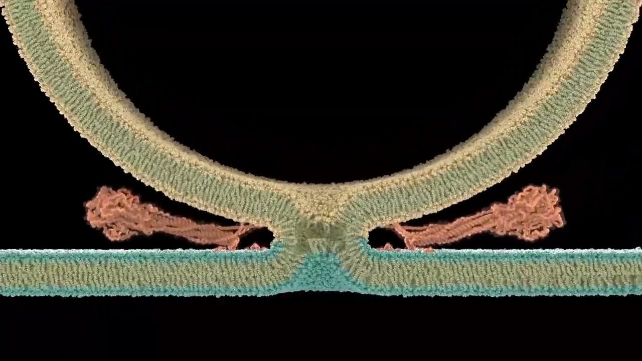 A Visual Model for SARS CoV-2 Membrane Fusion