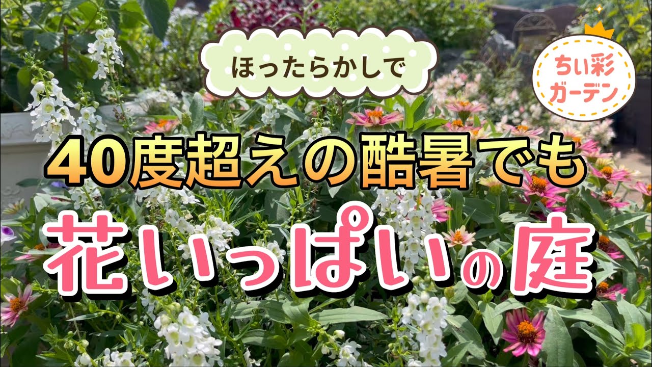 酷暑を乗り切った庭・夏バテしない花の秘訣はコレかも⁉︎