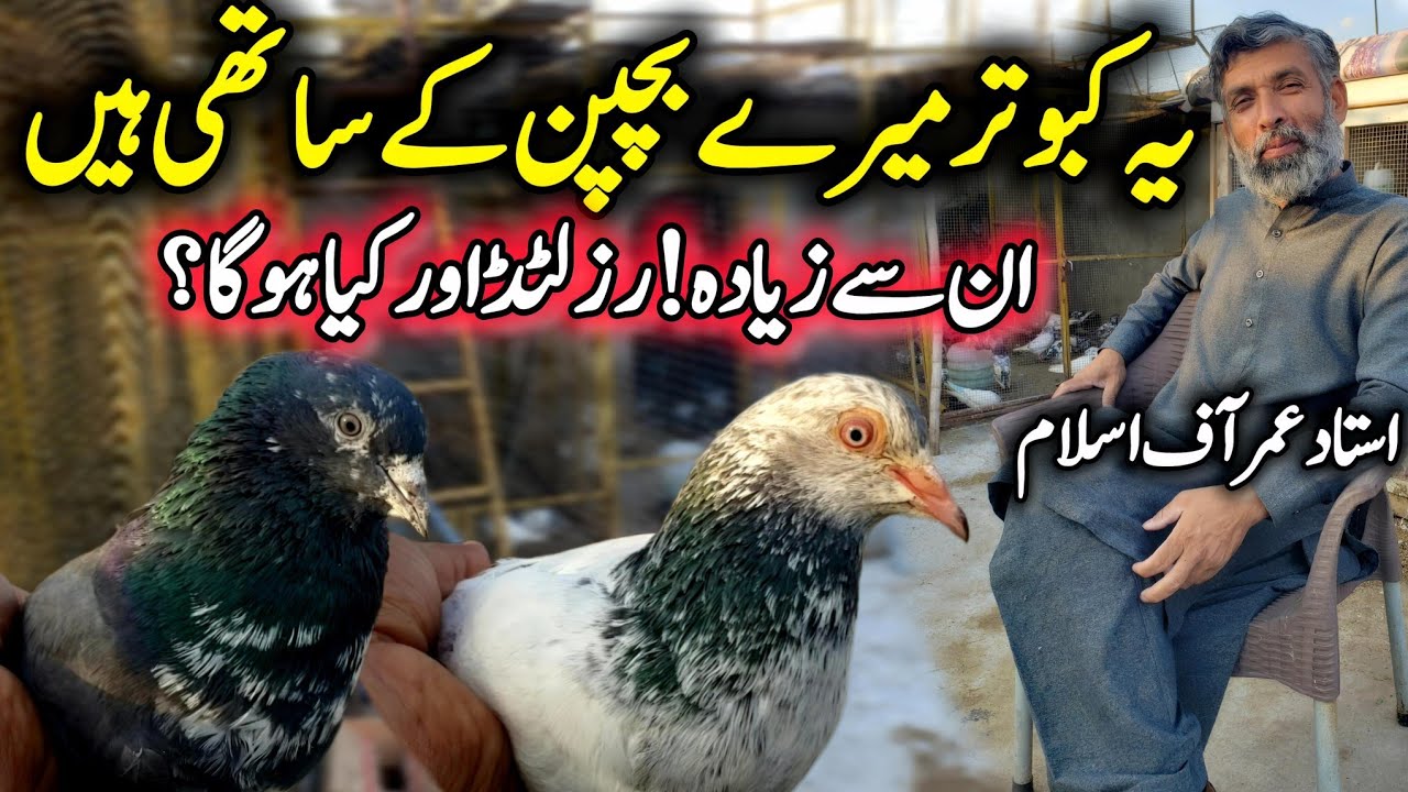 In Se Zada Result Or Kia Hoga🔥 || 0311-5099-400 || Resulted Pairs Available 