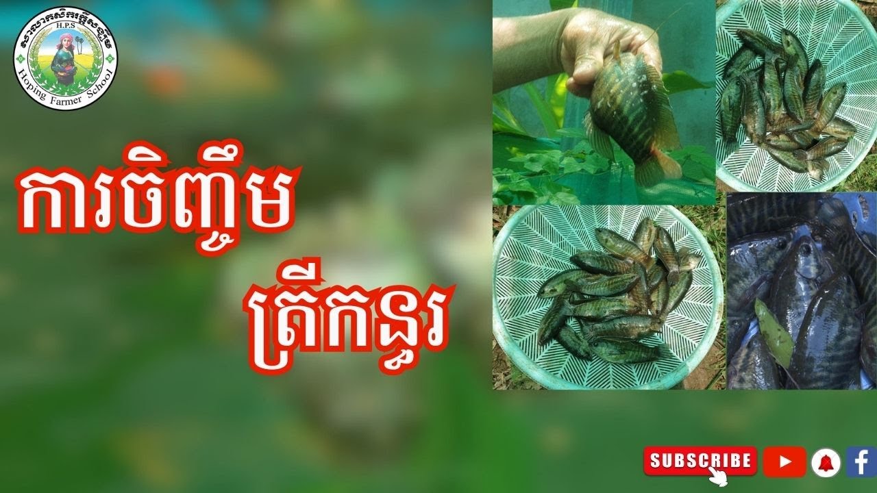បច្ចេកទេសនៃការចិញ្ចឹមត្រីកន្ធរ