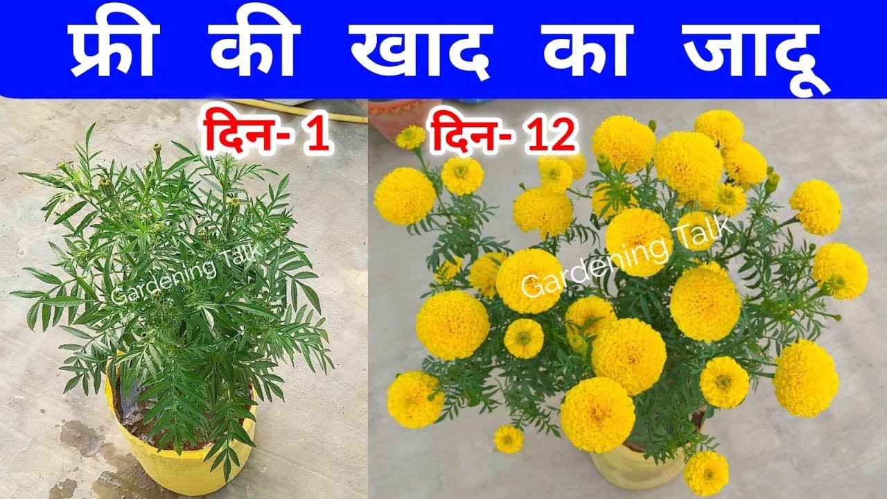 गेंदा में फ्री की खाद का जादू लाखों फूल | Marigold | Gainda | Plant Fertilizer #marigold #fertilizer