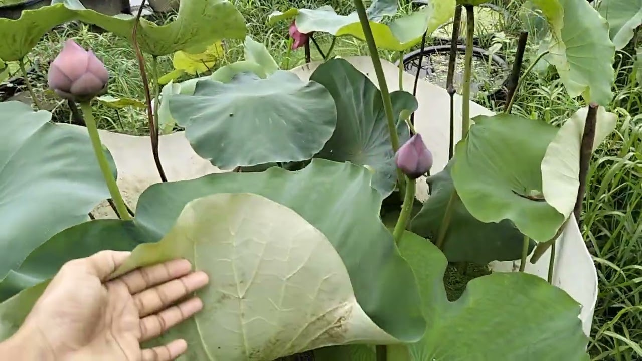 D9 blooming capacity........ pure tropical variety