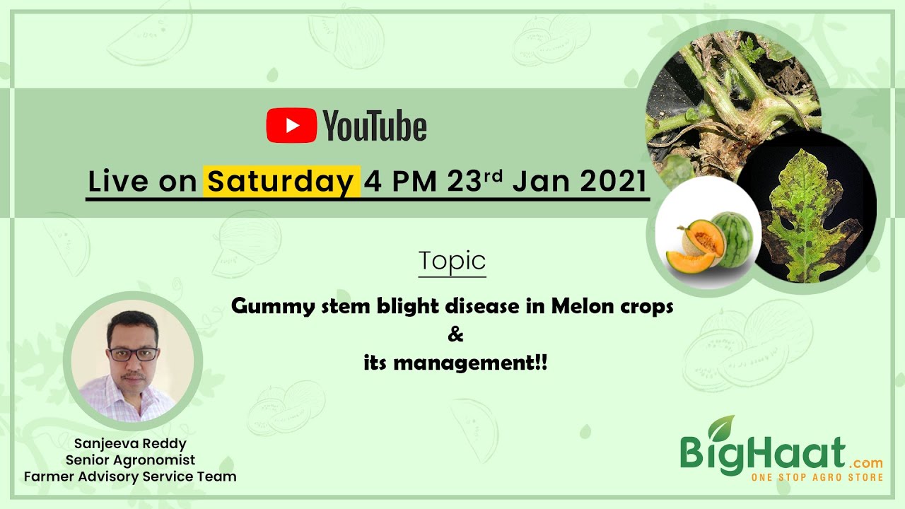 Gummy Stem Blight In Melons & Its Management