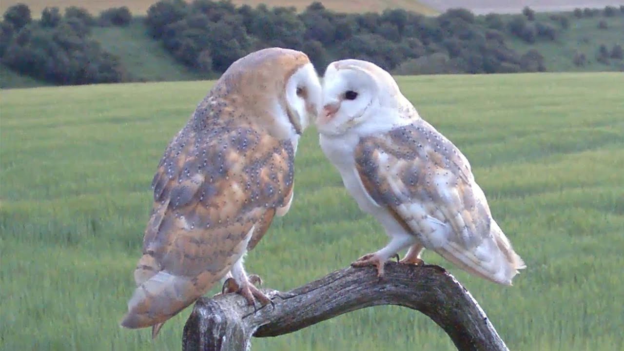 Animals In Love 💗🐾: Courtship In The Wild | Discover Wildlife | Robert E Fuller