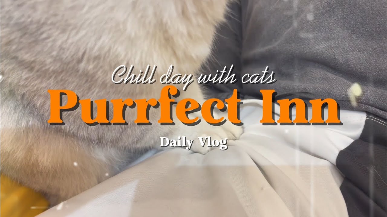 [Ep.17] Chill day with cats | Purrfect Inn 