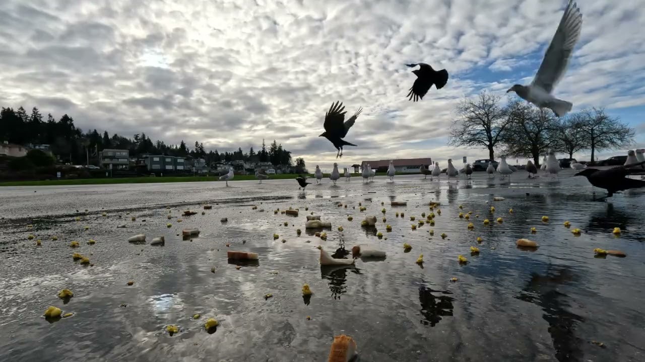 Mukilteo Full Feeding  #Seagulls #seattle