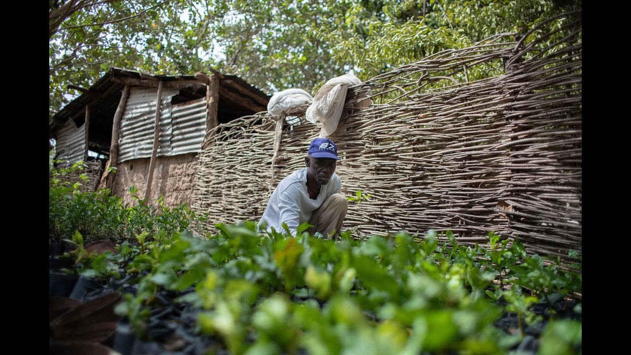 Gambia getting more from cashews