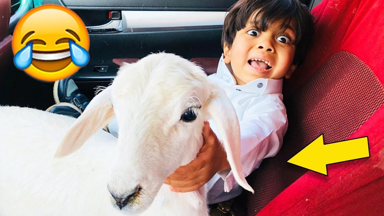 حمودي يشتري أصغر خروف بالعالم ويبي يربيه عنده 🐑🤣