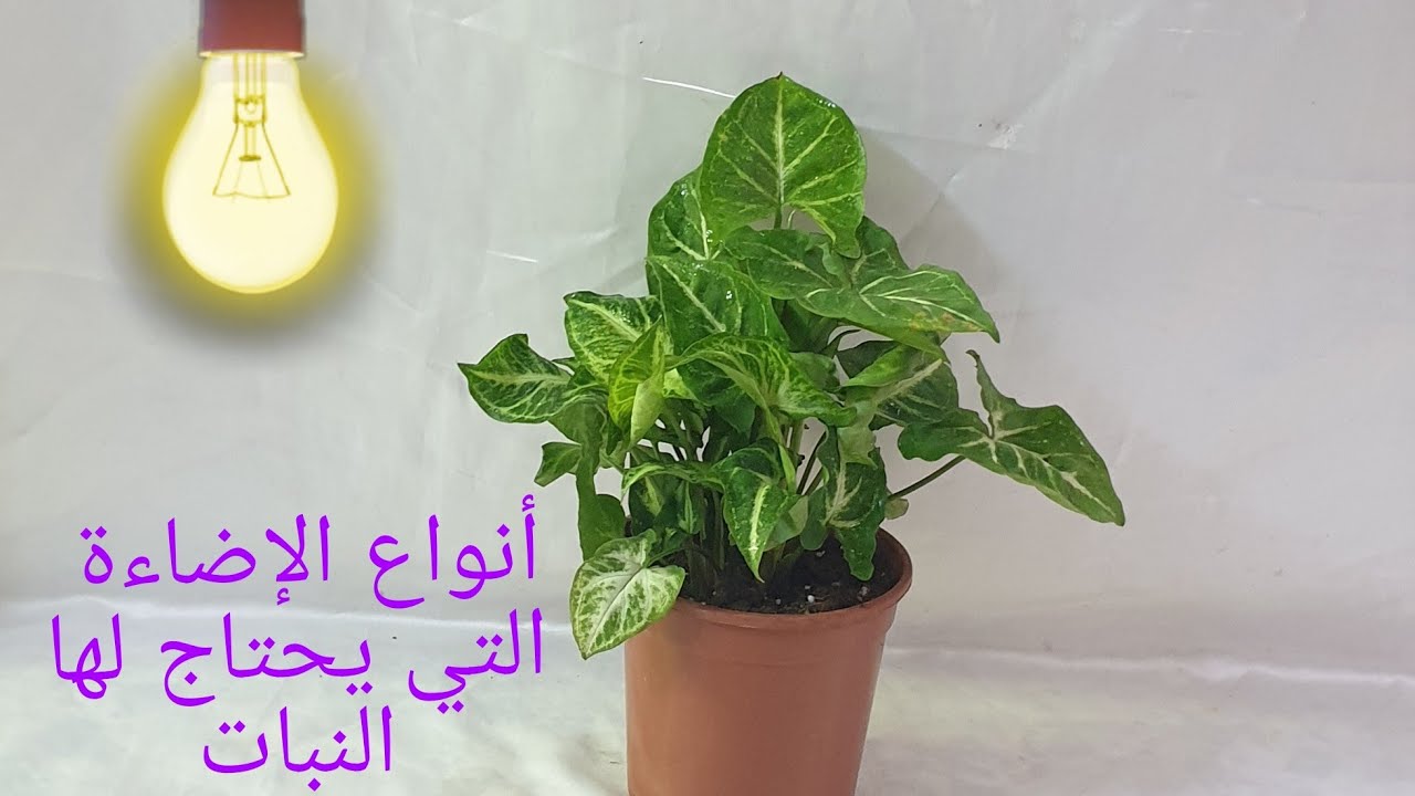انواع الاضاءة التي يحتاج لها النبات