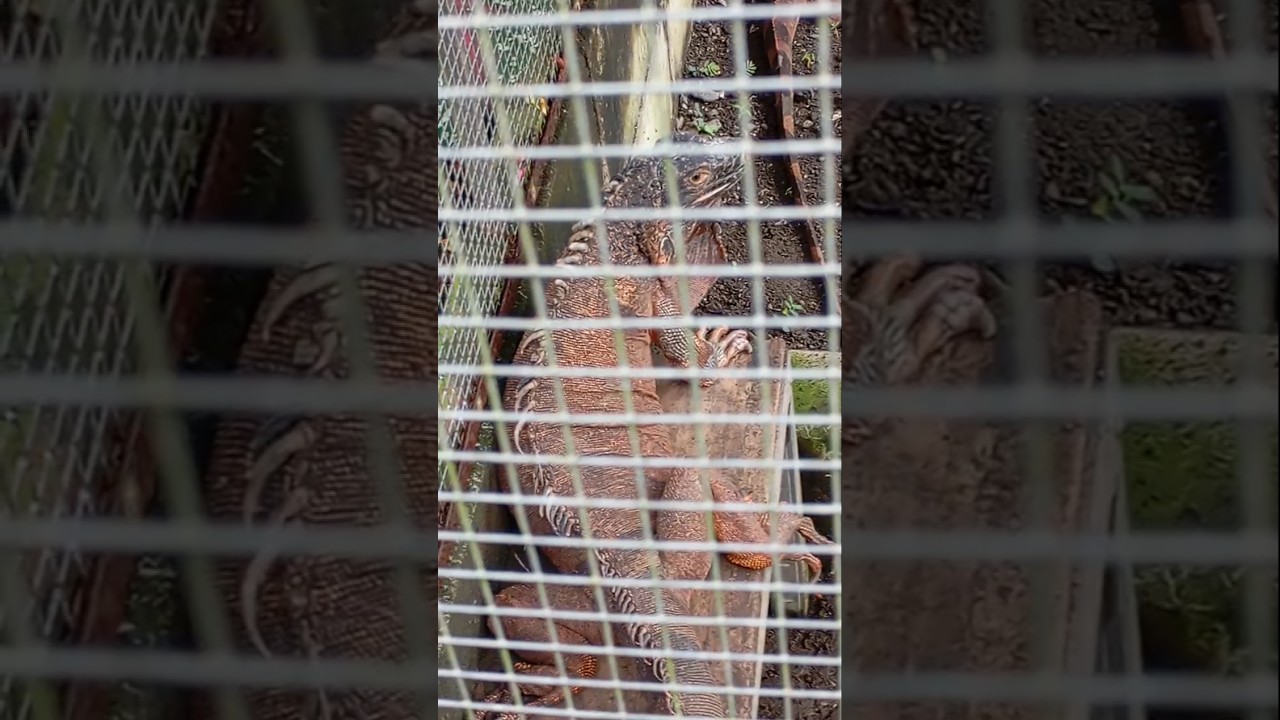 Reptil Iguana | Iguanaa Reptile | Clip 1 
