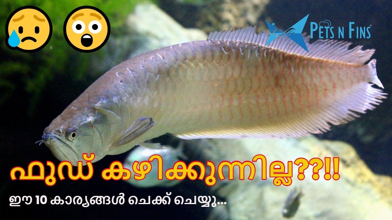 അരോണ ഫുഡ് കഴിക്കുന്നില്ലേ⁉ Silver Arowana not eating food: Things to check || Lucky Dragon Fish