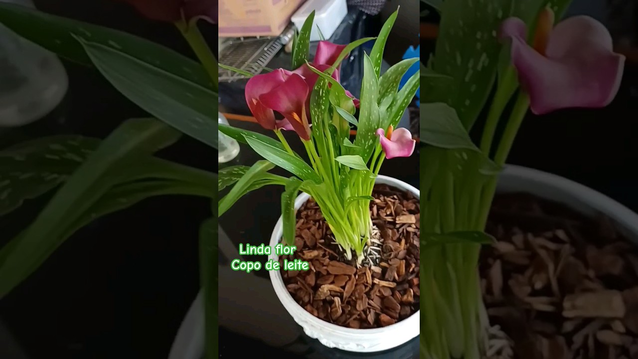 flor copo de leite 