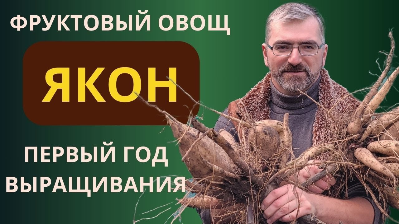 Якон выращивание, первый сезон
