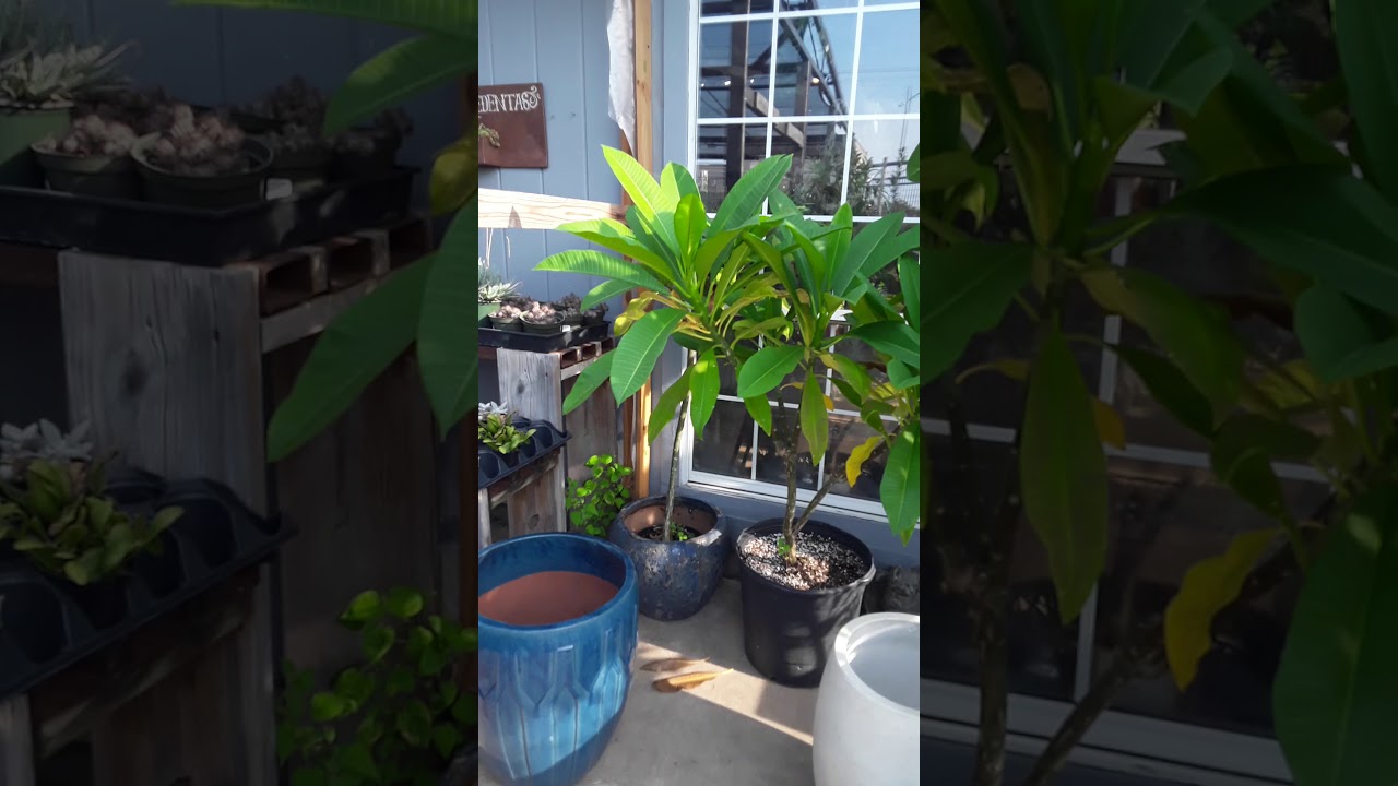Plant Life: Redenta's Garden Shop, Lakewood, Dallas, Tx  08/30/2019