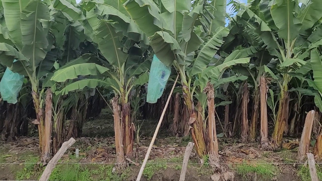 Banana Plants in Ecuador
