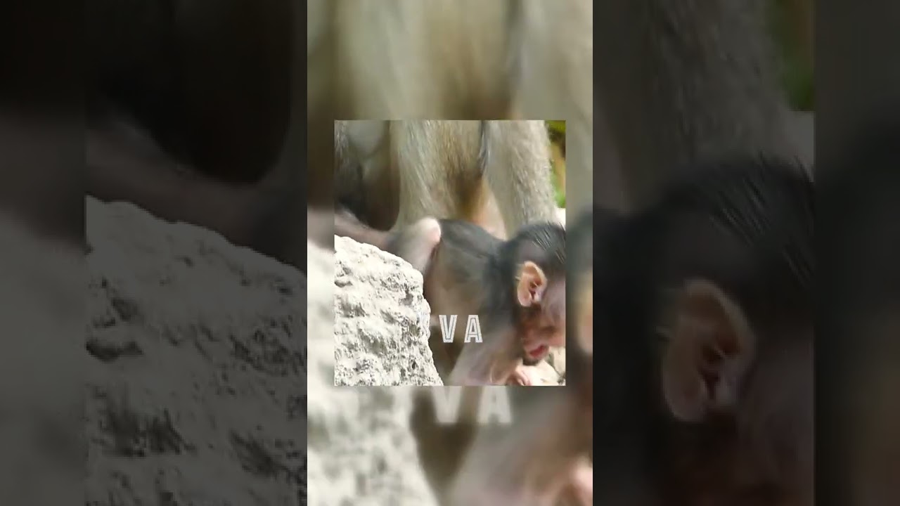 #Shorts Million Pity Baby Monkey , Mom Pup Him Upside Down  episode #5