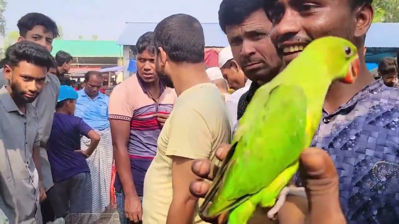 উত্তর বঙ্গের সবথেকে বড় হাট, কম দামে পাখি কবুতর||Saidpur Bird Market #পাখি #birdmarket