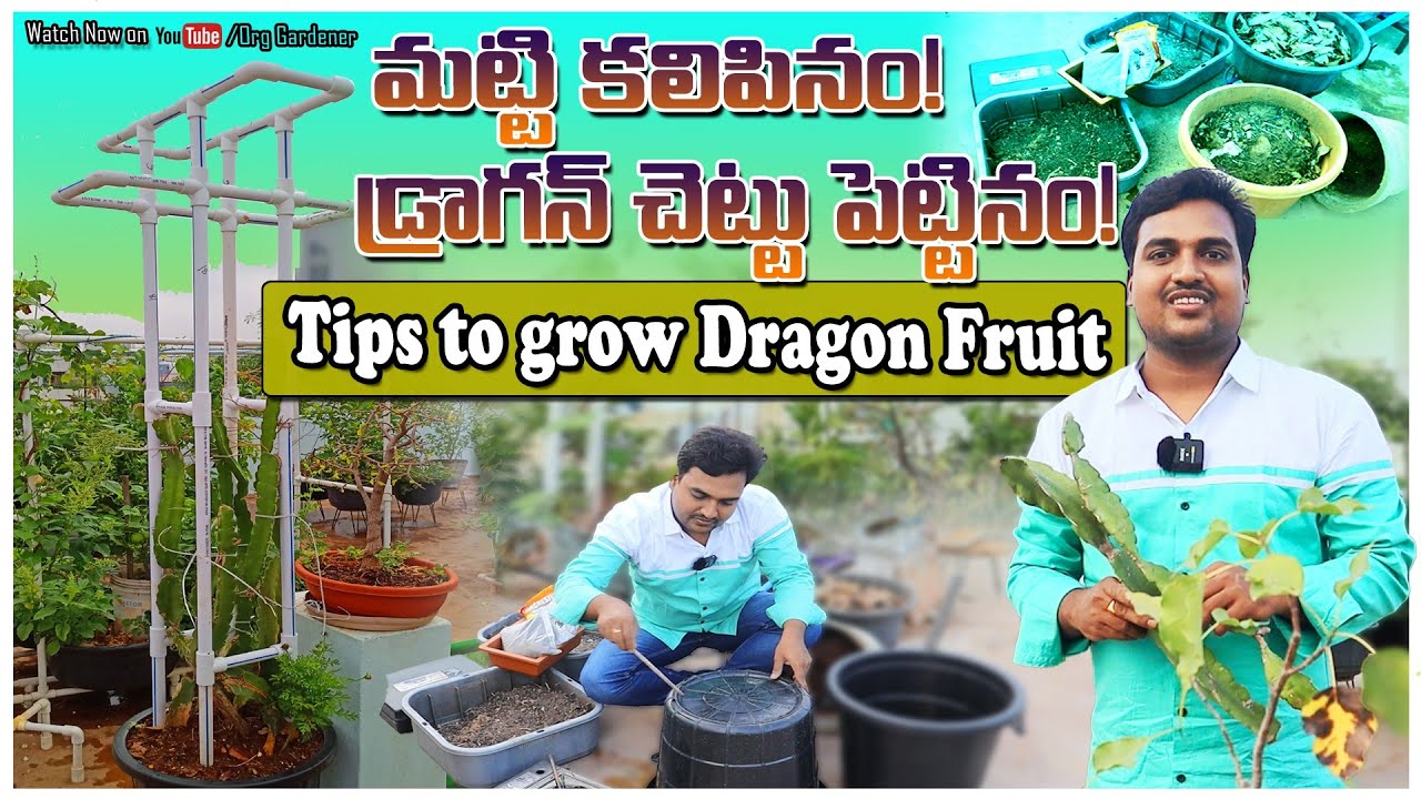 Dragon fruit growing tips, potting mix, etc.. #dragon #fruit #gardening @OrgGardener